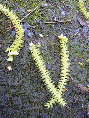 fig.03 �N�k�M�̗Y�ԏ�