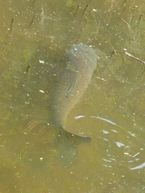 fig.04 �T���O�Q���̃\�E�M��