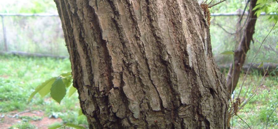 fig.06 �N�k�M�i�l�X���s�j