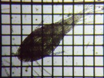 fig.01 �P���~�W���R��