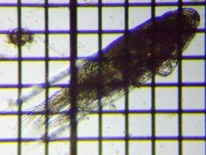 fig.02 ���}�g�q�Q�i�K�P���~�W���R