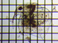 fig.03 �]�E�~�W���R