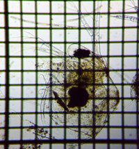 fig.04 �q���l�R�[�~�W���R