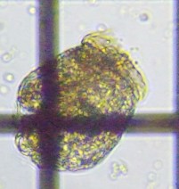 fig.07 �R�K�^�c�{�����V