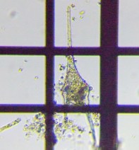 fig.09 �c�m�I�r���V