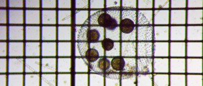 fig.10 �{���{�b�N�X��