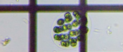 fig.11 �^�}�q�Q�}����