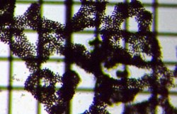 fig.01 �~�N���L�X�e�B�X