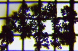 fig.02 �~�N���L�X�e�B�X