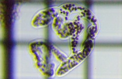 fig.03 �~�N���L�X�e�B�X