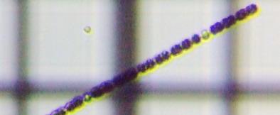 fig.07 �A�i�x�i