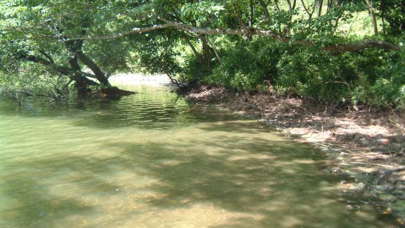 fig.0a �Y�փP�r�̃A�I�R���ہi�ٓV�J�Ð����j