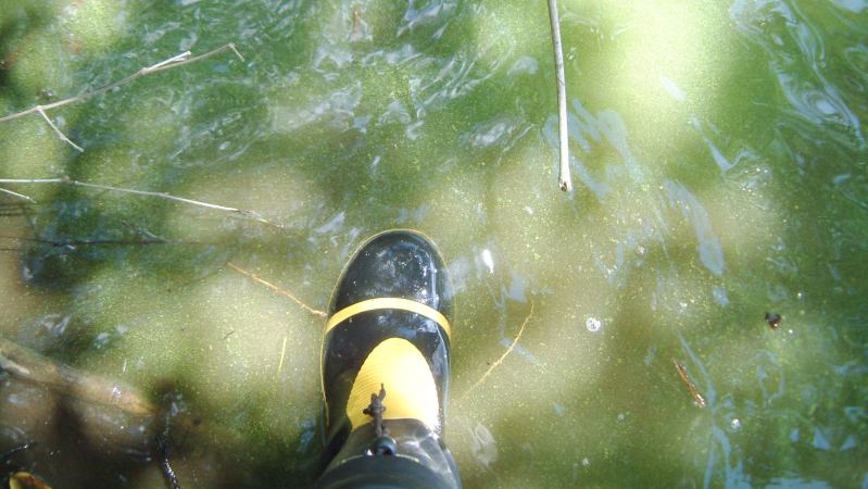 fig.0b �Y�փP�r�̃A�I�R����