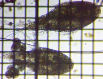 fig.01 �P���~�W���R��