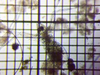 fig.02 �I�I�A�^�}�~�W���R