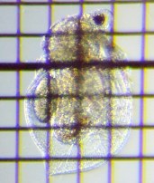 fig.03 �q���l�R�[�~�W���R