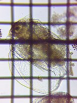 fig.04 �R�V�J�N�~�W���R