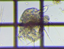 fig.05 �~�W���R�����V