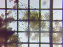 fig.06 �c�{�����V