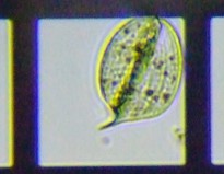 fig.07 �t�@�[�N�X��