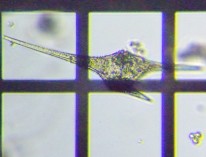 fig.09 �c�m�I�r���V