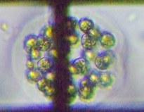 fig.10 �^�}�q�Q�}����