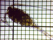 fig.01 �P���~�W���R��