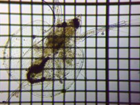 fig.02 �J�u�g�~�W���R�i�듪�j