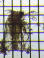 fig.03 �q���l�R�[�~�W���R