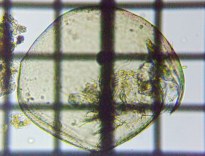 fig.04 �}���~�W���R