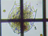 fig.05 �J���K�^�c�{�����V