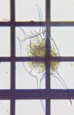 fig.06 �J�}�K�^�c�{�����V