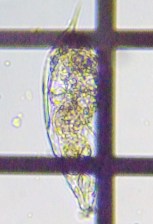 fig.08 �l�Y�~�����V