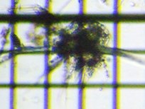 fig.10 �~�W���R�����V