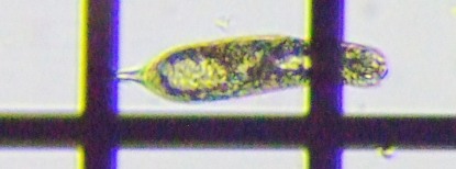 fig.13 ���[�O���i��