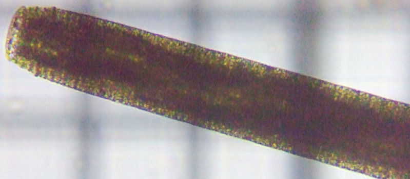 fig.01 �I�V���g���A��