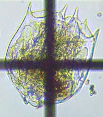 fig.02 �J���K�^�c�{�����V