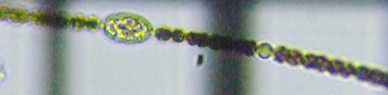 fig.02 �A�i�x�i��