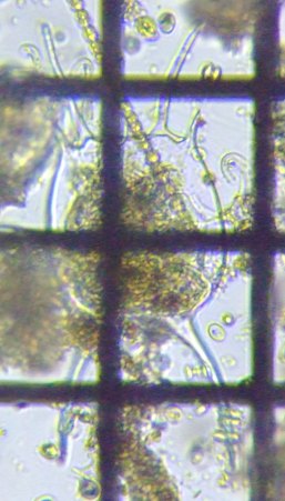 fig.01 �J�}�K�^�c�{�����V