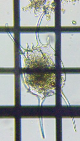 fig.02 �J�}�K�^�c�{�����V