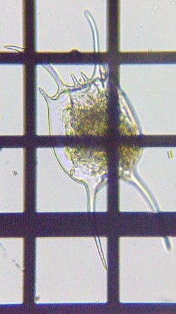 fig.03 �J�}�K�^�c�{�����V