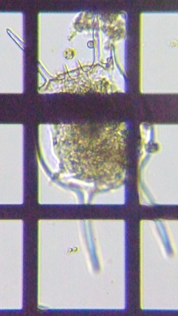 fig.04 �J�}�K�^�c�{�����V