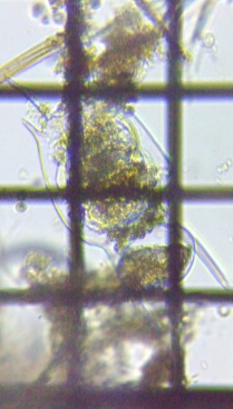 fig.05 �J�}�K�^�c�{�����V