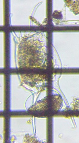 fig.06 �J�}�K�^�c�{�����V