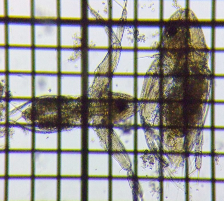 fig.01 �I�I�A�^�}�~�W���R