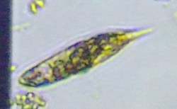 fig.03 ���[�O���i��