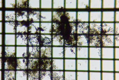 fig.09 �f�g���^�X