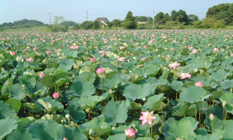 fig.00 ������