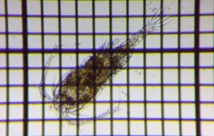 fig.01 �P���~�W���R��