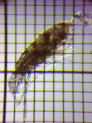 fig.02 ���}�g�q�Q�i�K�P���~�W���R